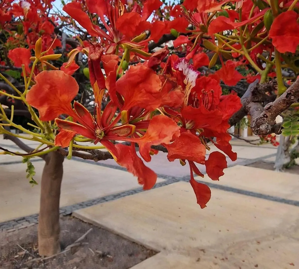 Apartment Stay, Laugh, Repeat! Santa Maria Cape Verde